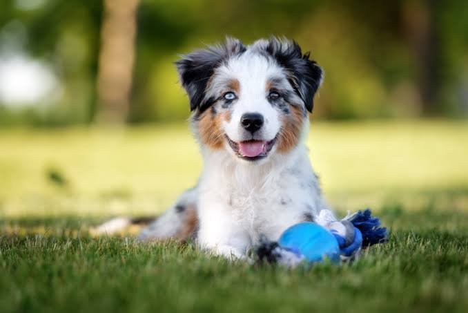 Australian Shepherd