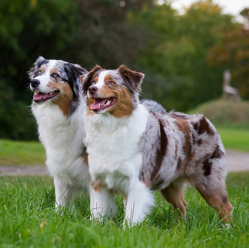 Australian Shepherd