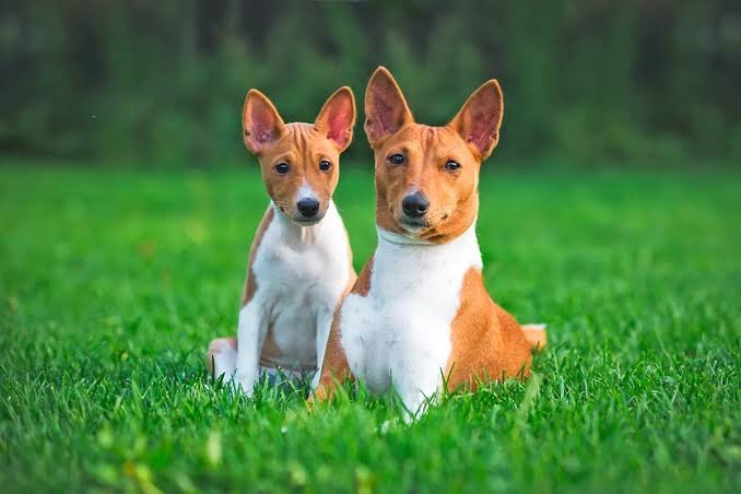Basenji
