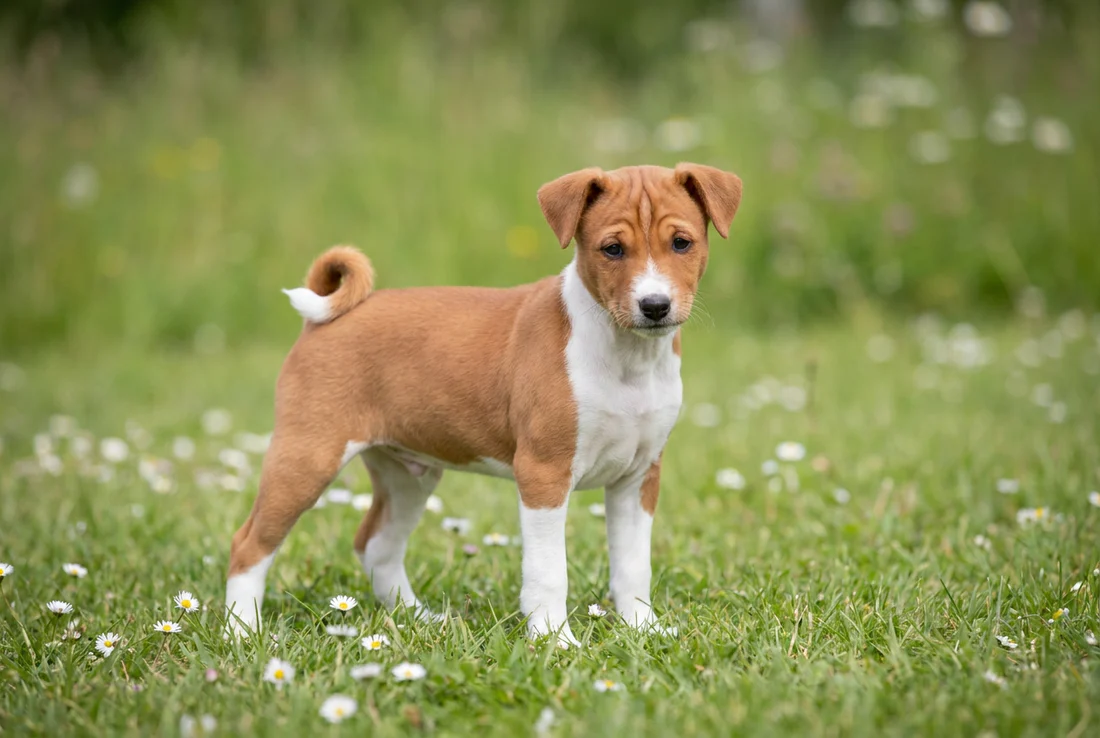 Basenji