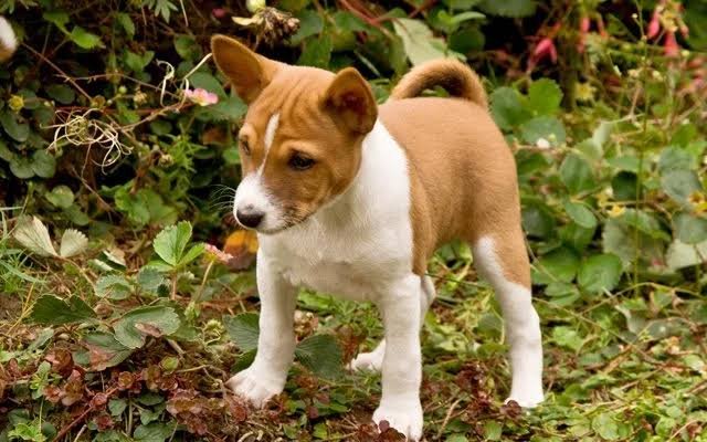 Basenji
