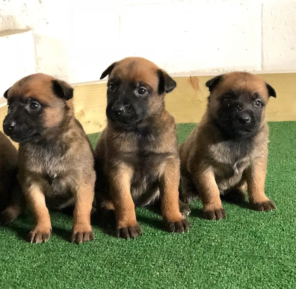 Belgian Malinois