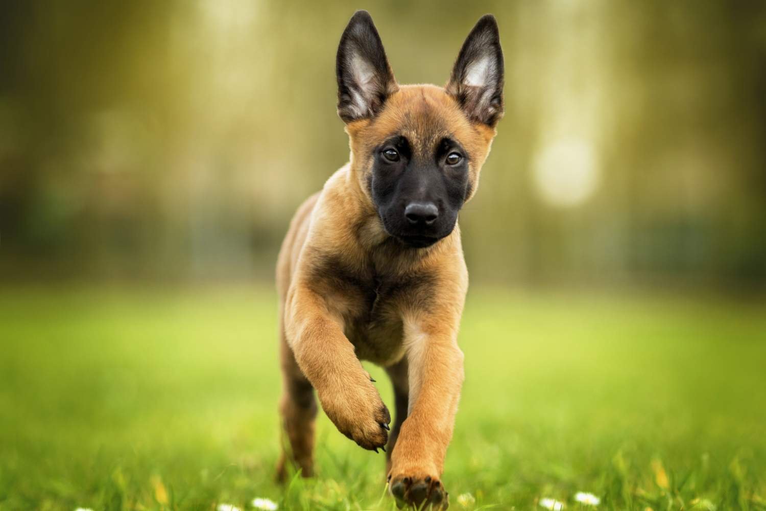 Belgian Malinois