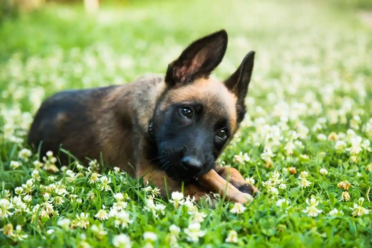 Belgian Malinois