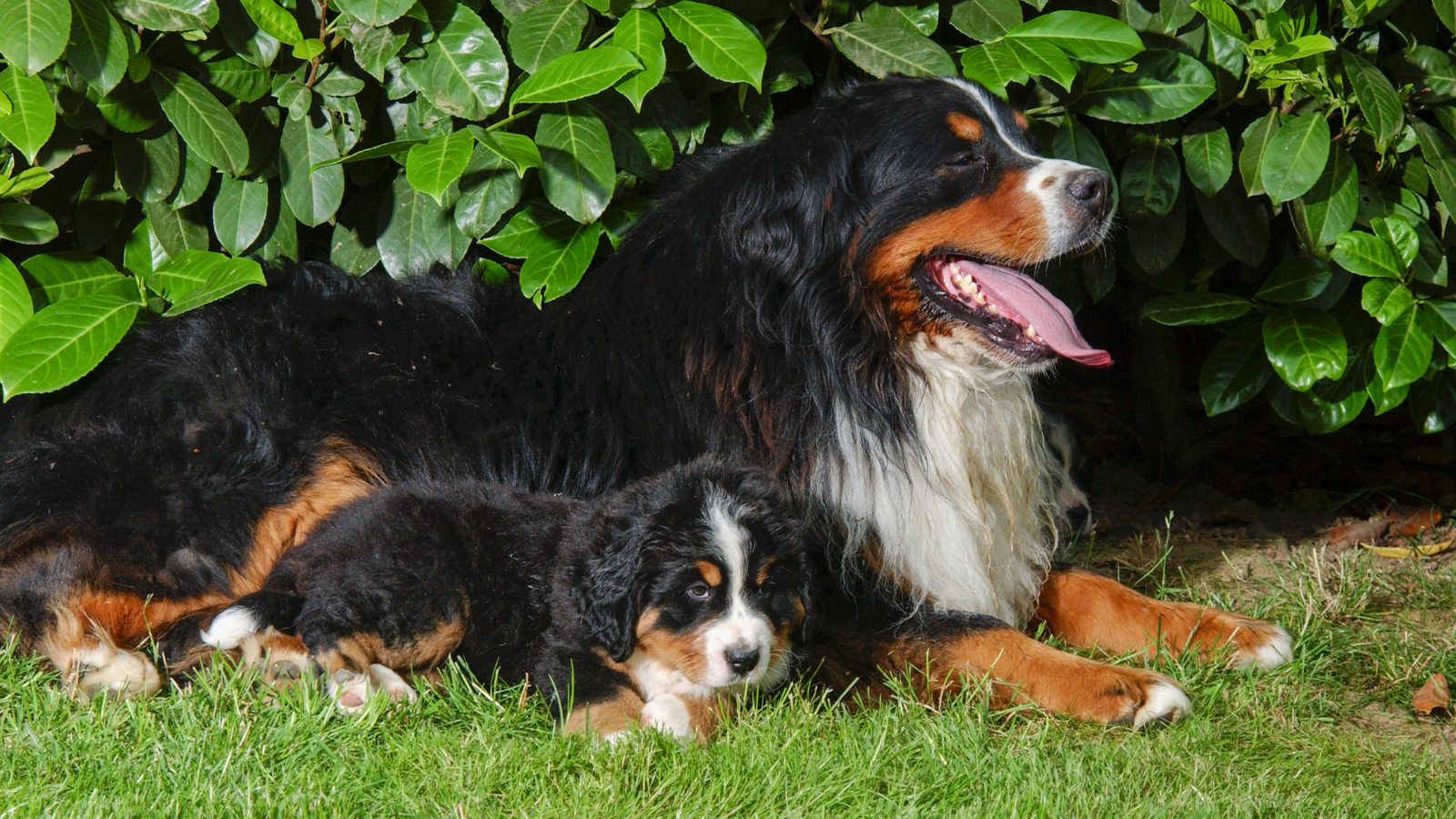 Bernese Mountain Dog