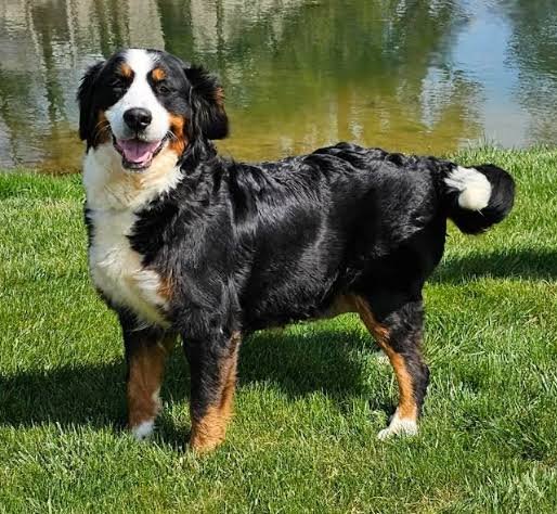 Bernese Mountain Dog