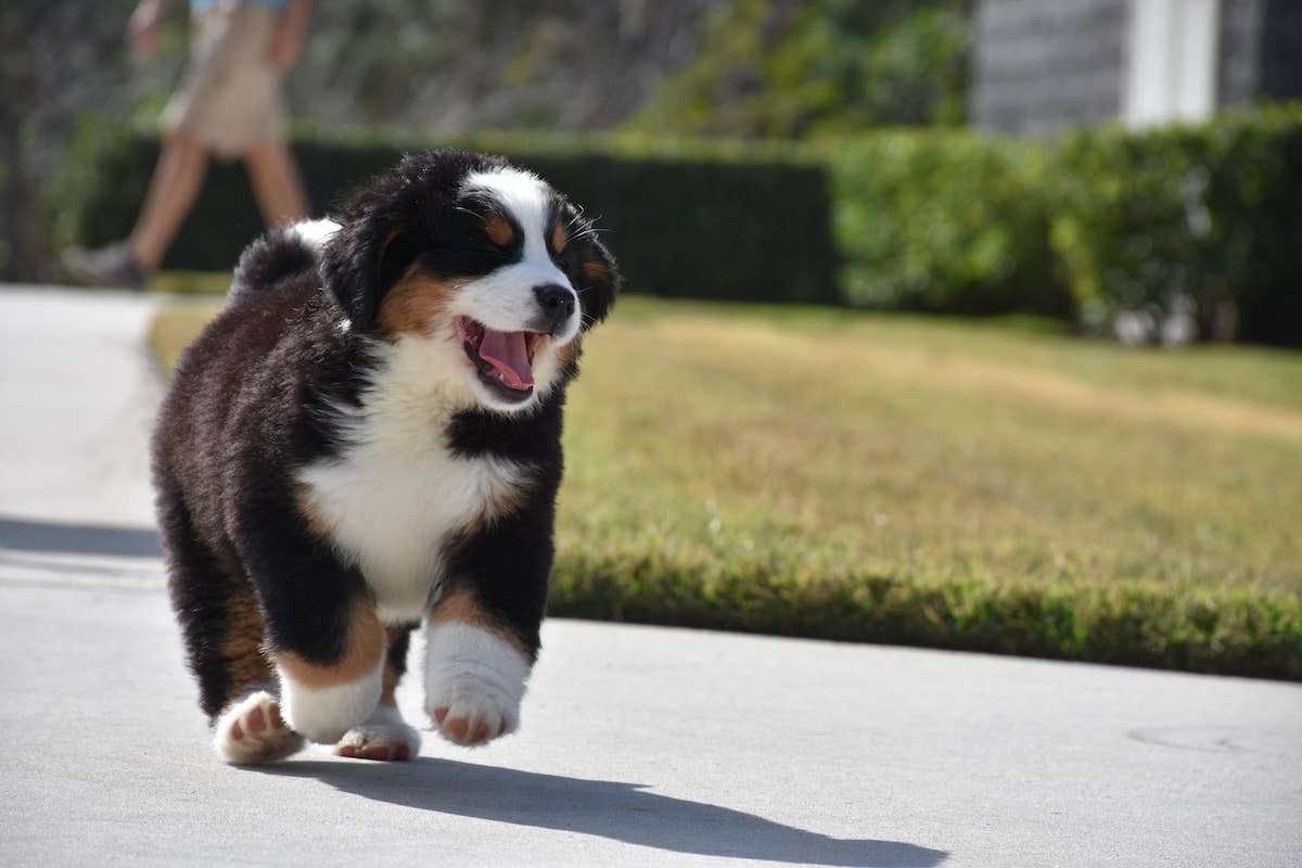 Bernese Mountain Dog
