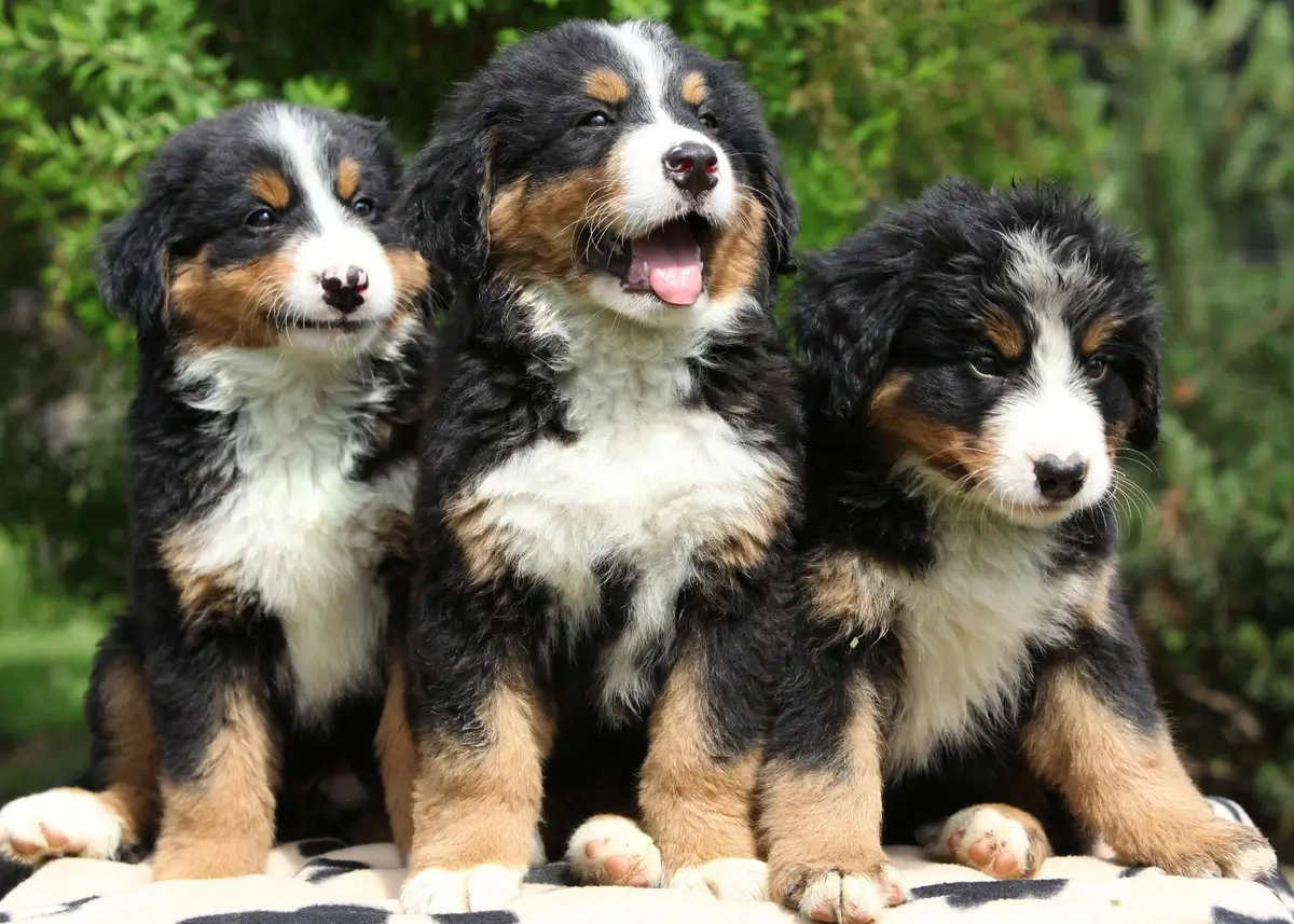 Bernese Mountain Dog