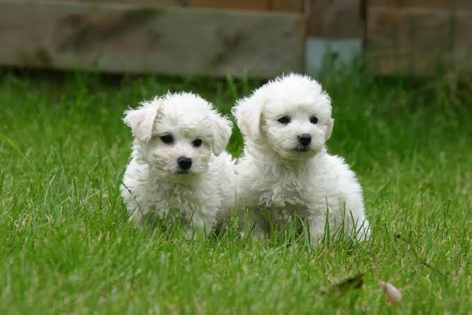 Bichon Frise