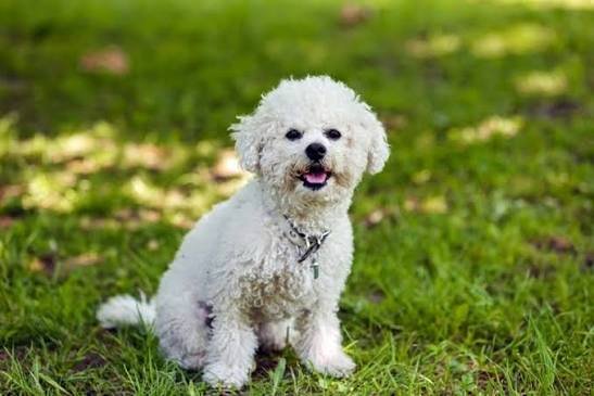 Bichon Frise