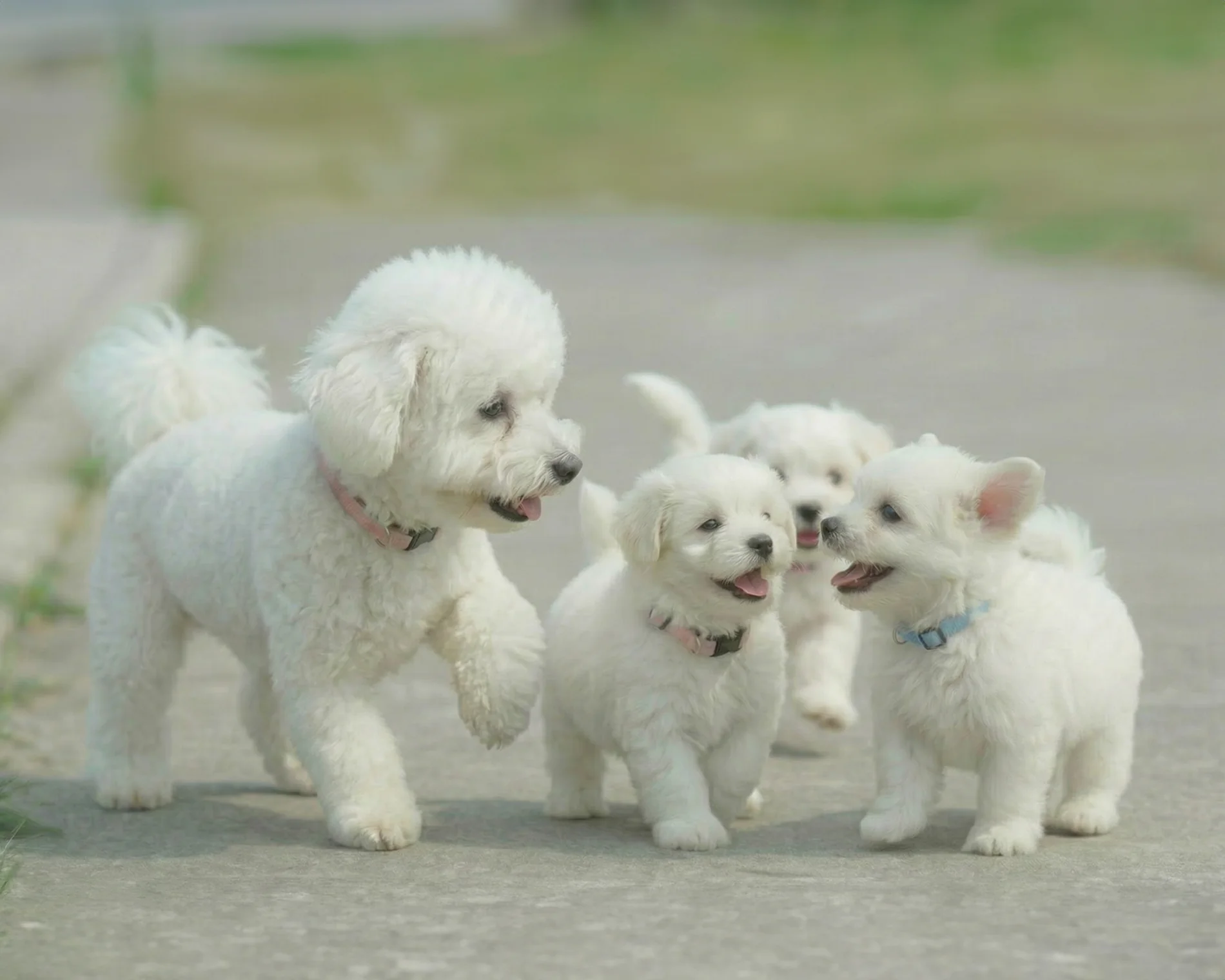 Bichon Frise