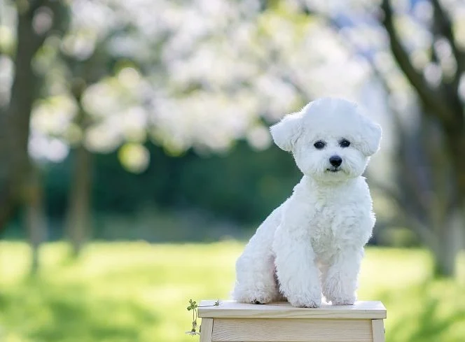 Bichon Frise