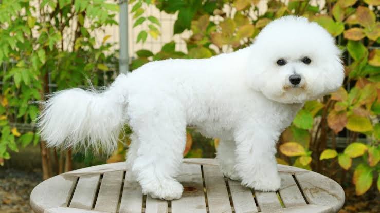 Bichon Frise