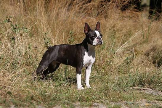 Boston Terrier