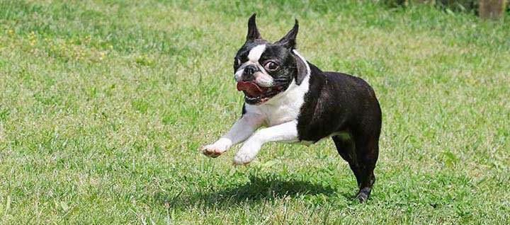 Boston Terrier