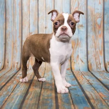 Boston Terrier