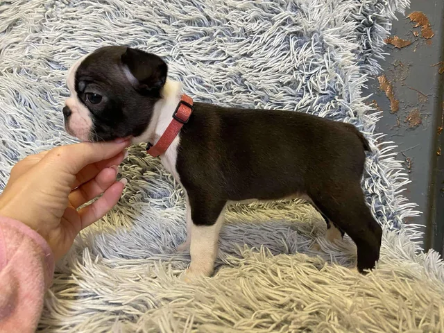 Boston Terrier