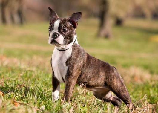 Boston Terrier