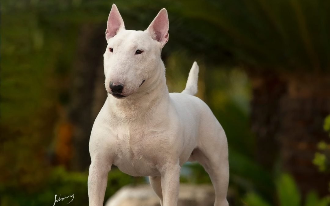 Bull Terrier
