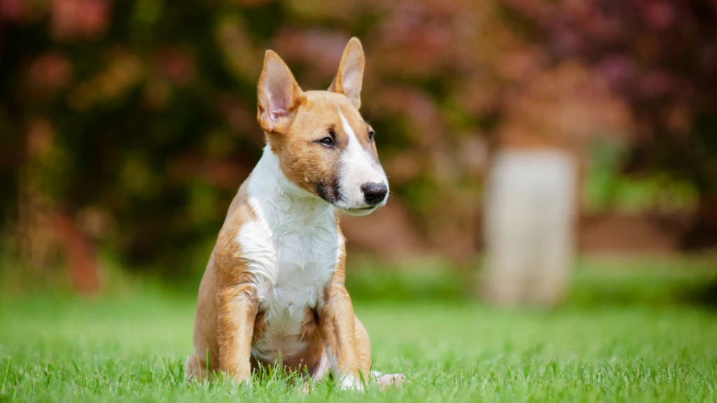 Bull Terrier