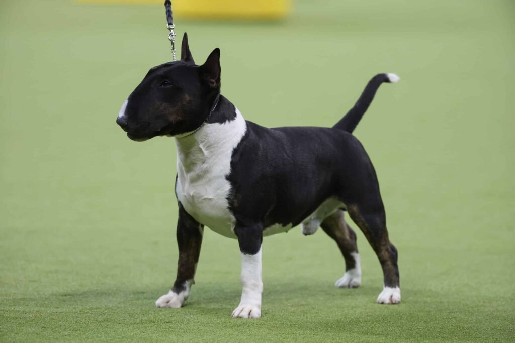 Bull Terrier