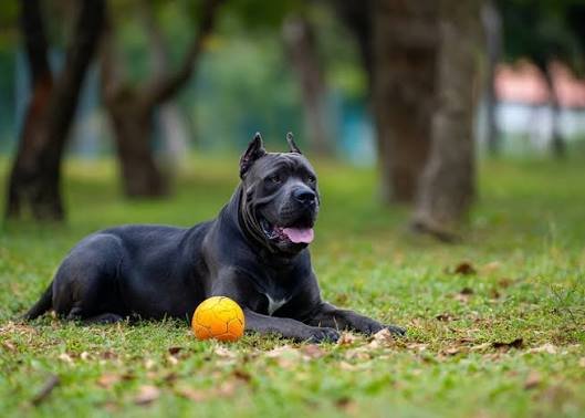 Cane Corso