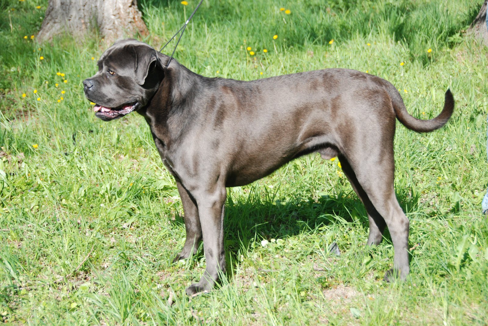 Cane Corso