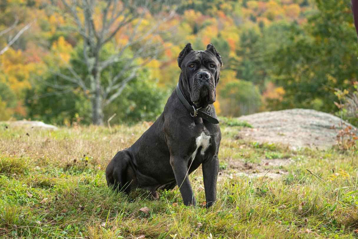 Cane Corso