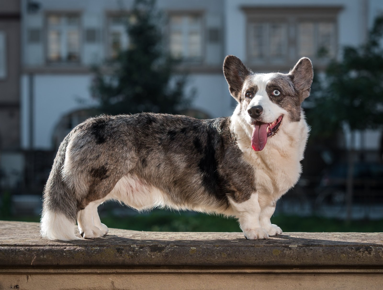 Cardigan Welsh Corgi