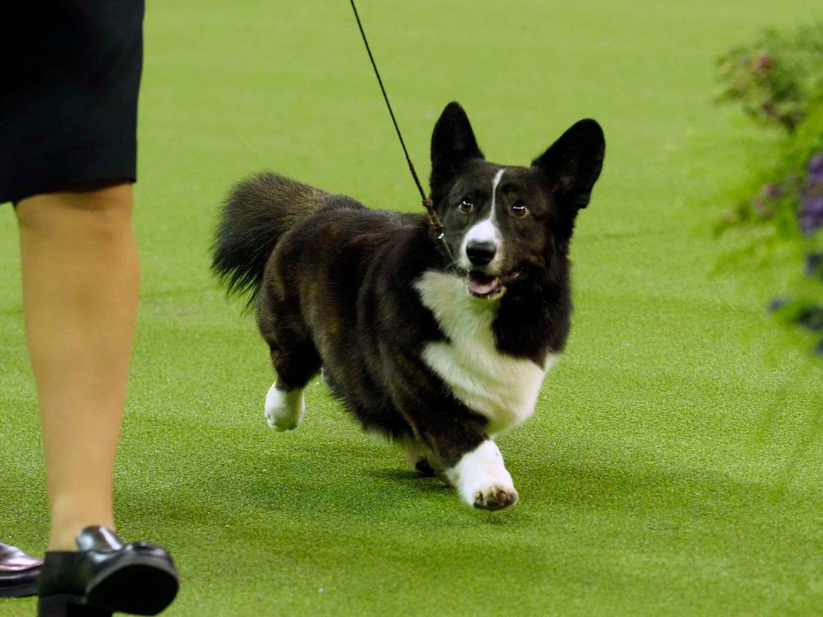Cardigan Welsh Corgi