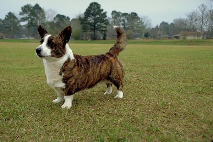 Cardigan Welsh Corgi