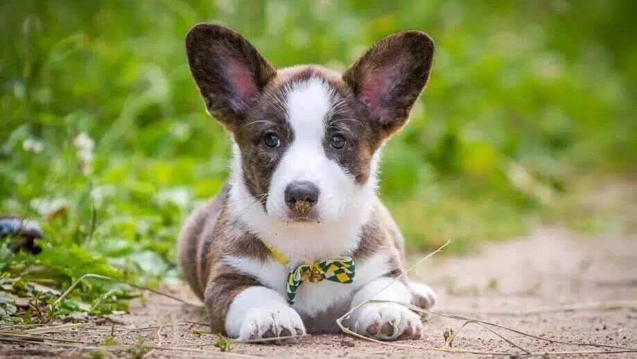 Cardigan Welsh Corgi