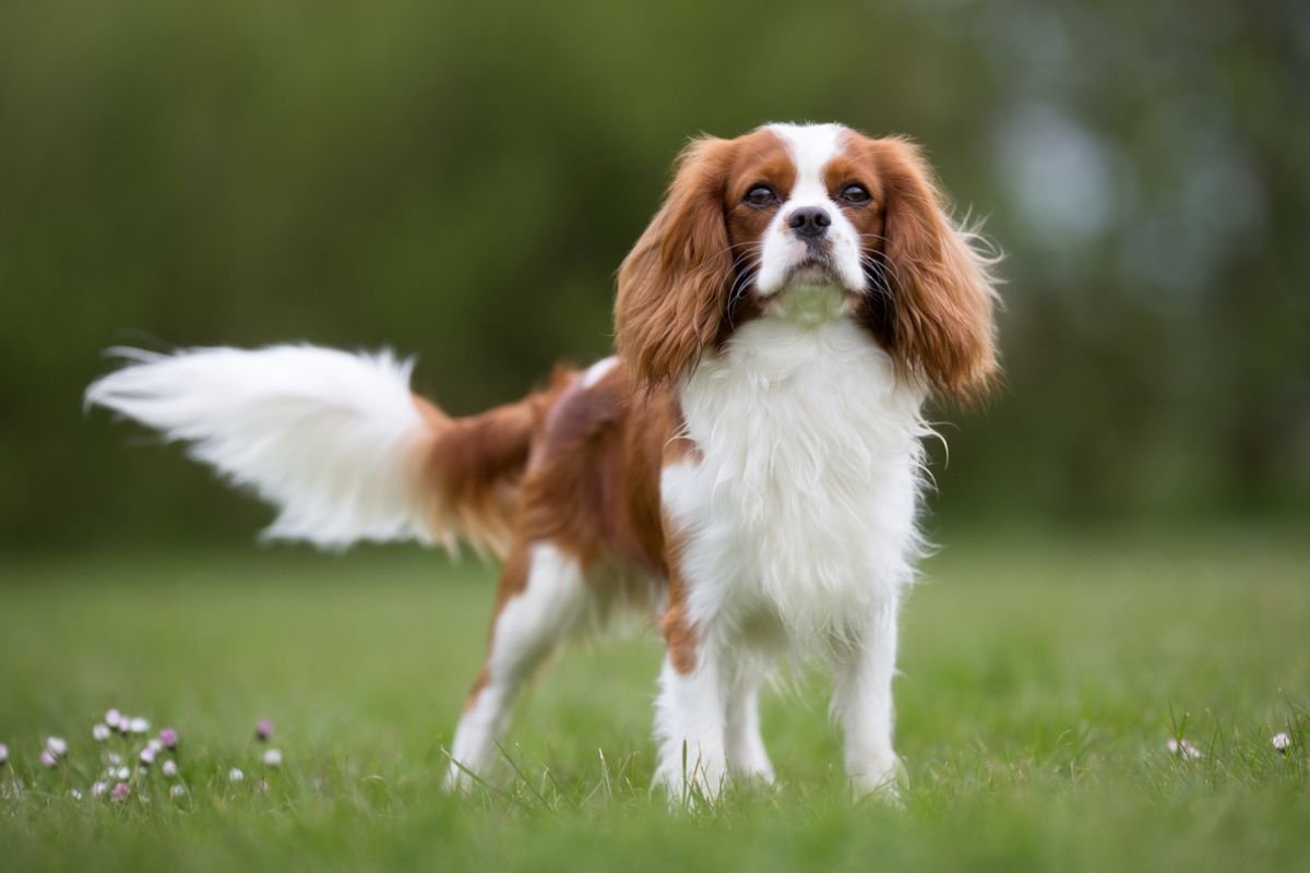 Cavalier King Charles Spaniel