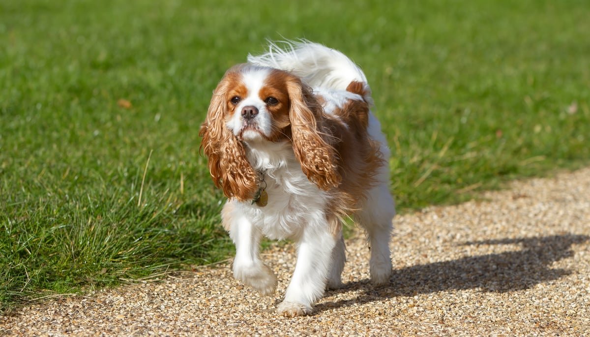 Cavalier King Charles Spaniel