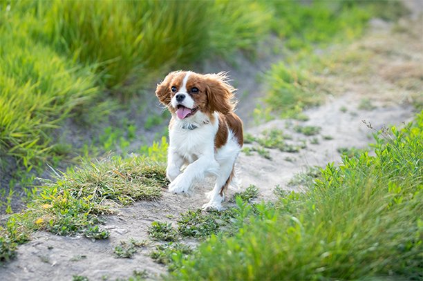 Cavalier King Charles Spaniel