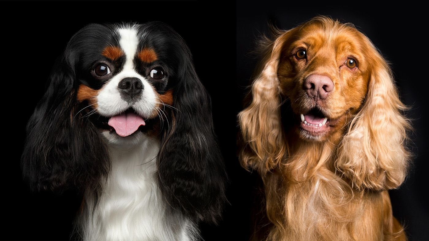 Cavalier King Charles Spaniel