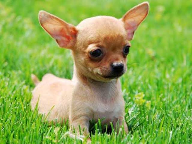 Chihuahua