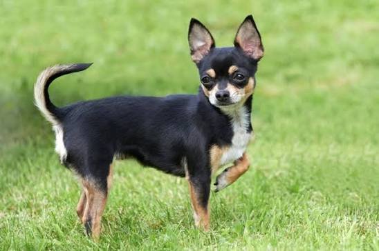 Chihuahua