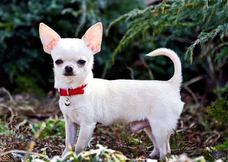 Chihuahua
