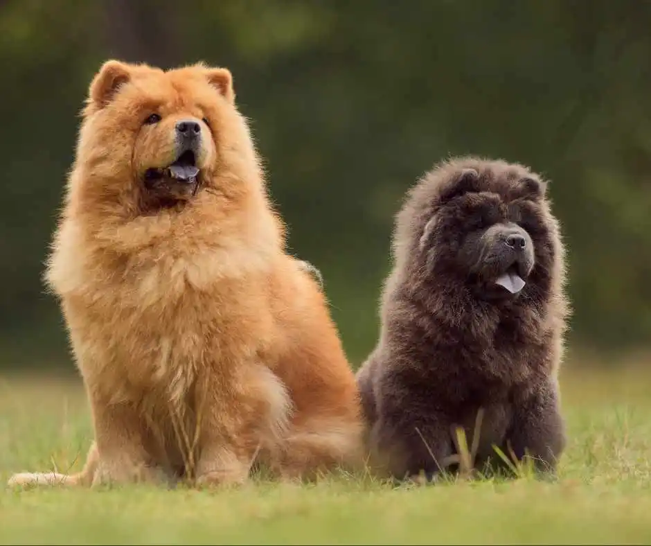 Chow Chow