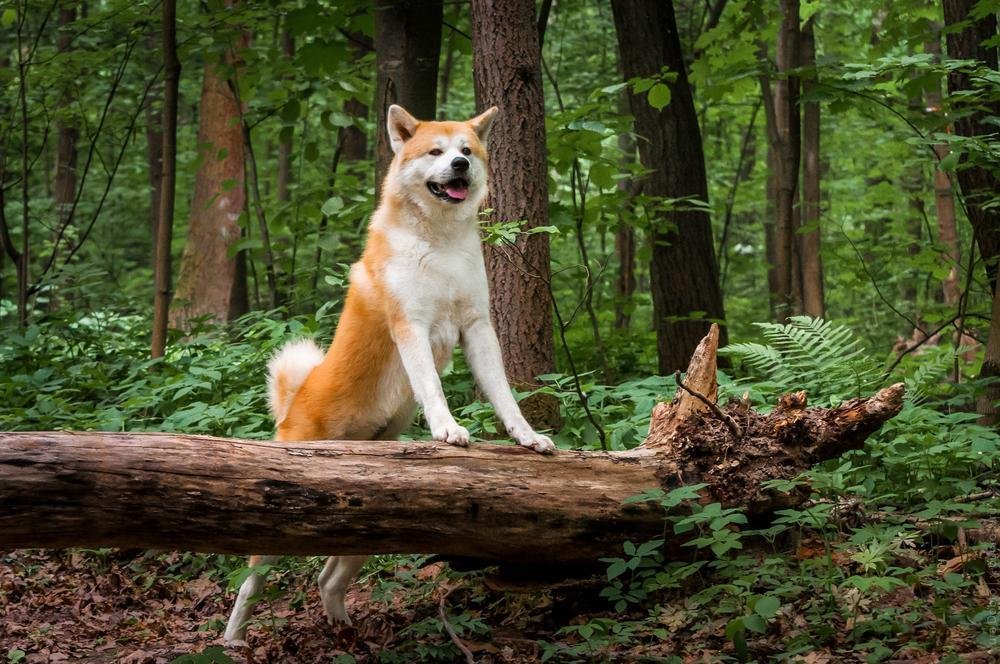 Akita Inu