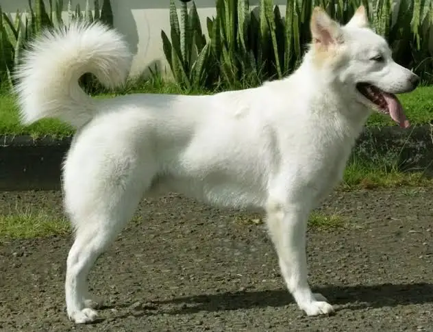 Anjing Kintamani Bali