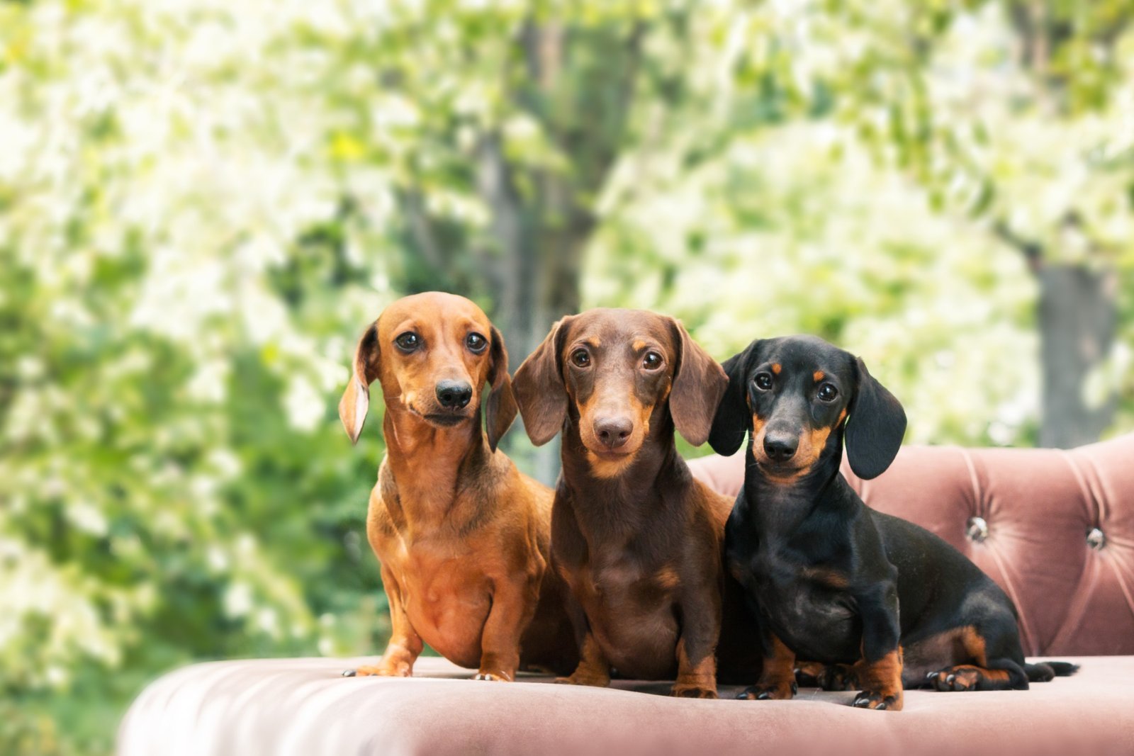 Dachshund
