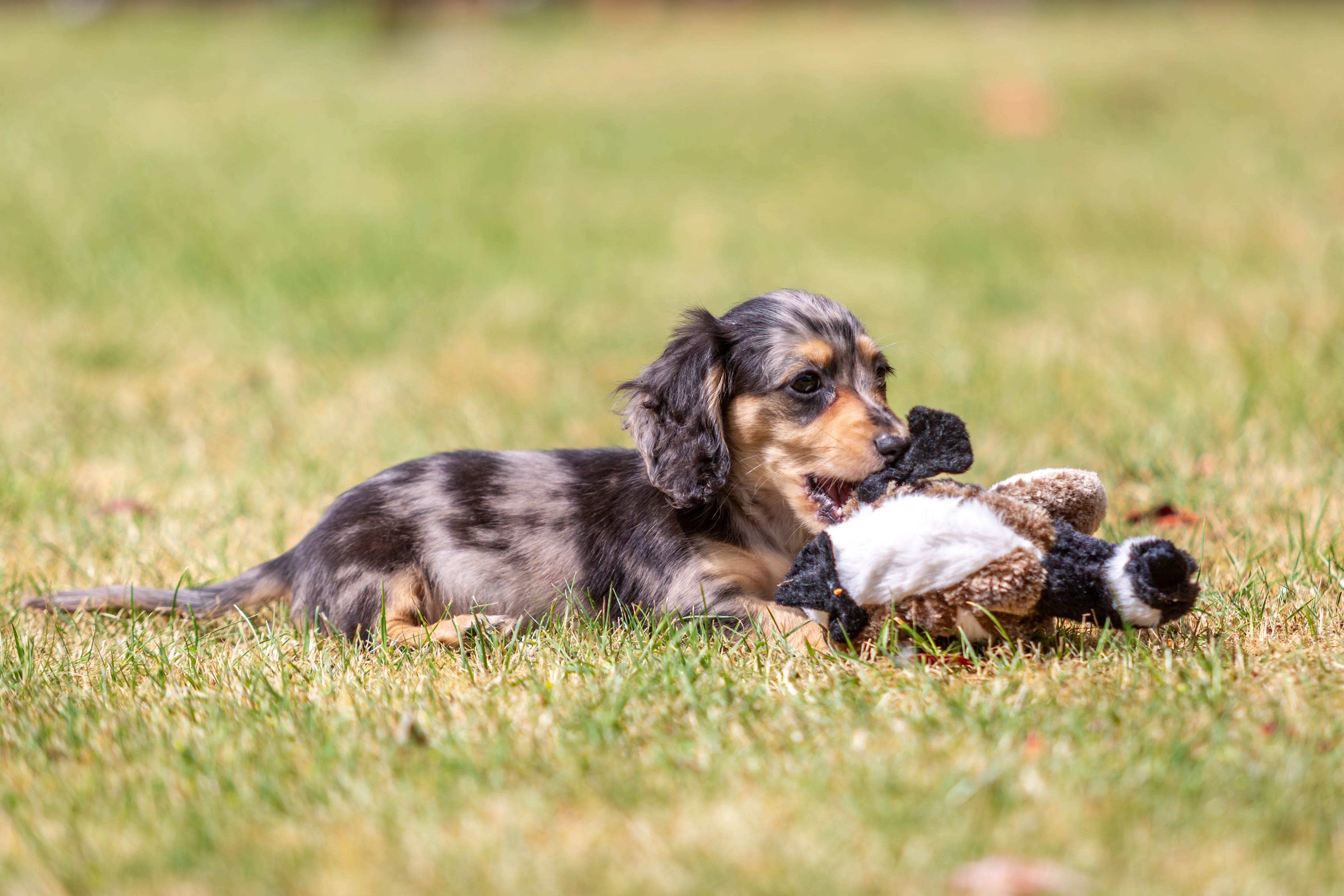 Dachshund