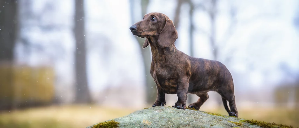 Dachshund