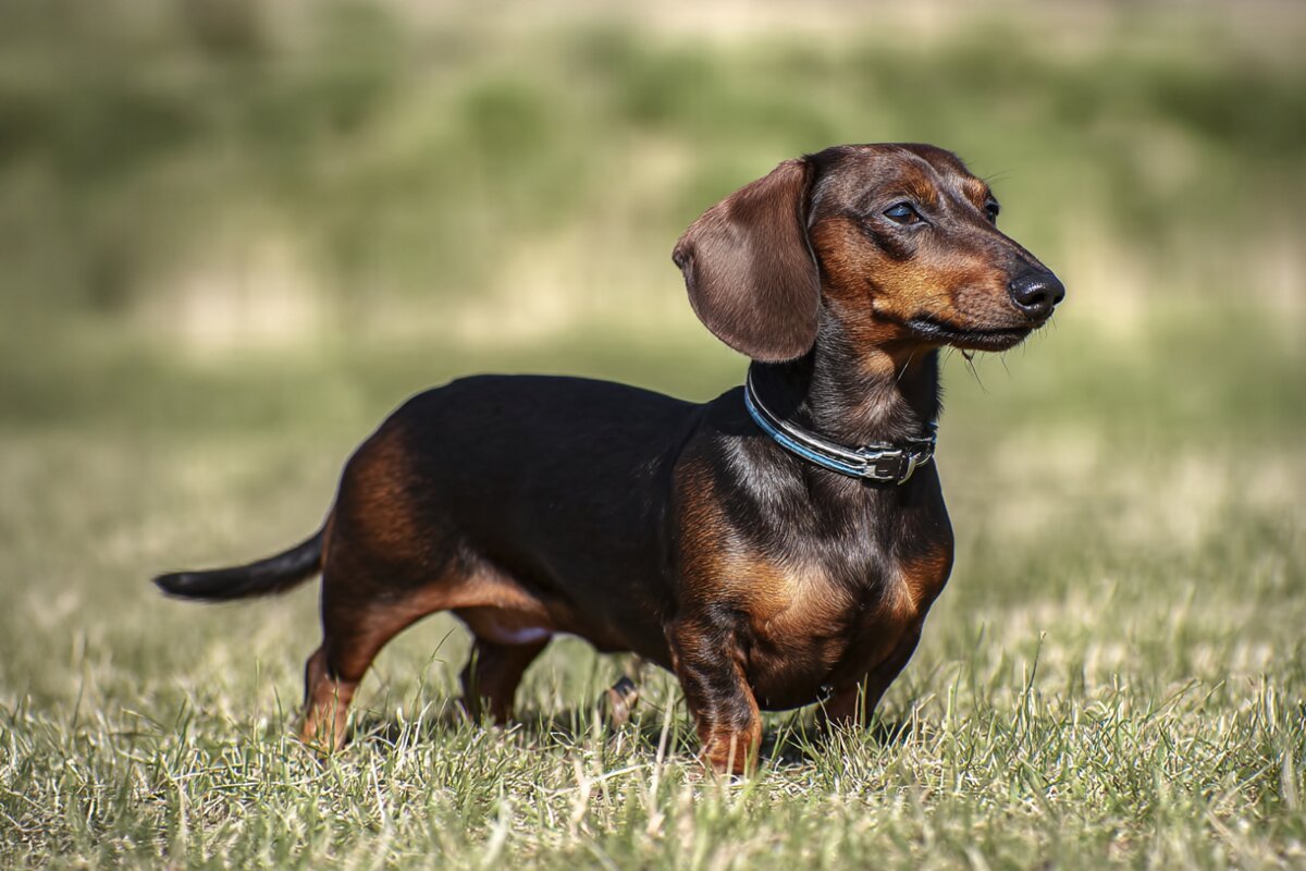 Dachshund