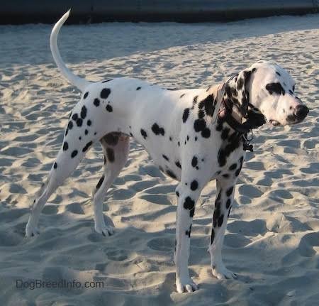 Dalmatian