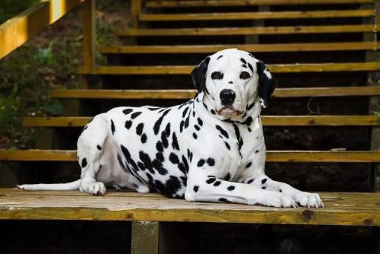 Dalmatian