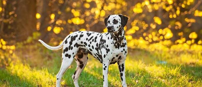 Dalmatian