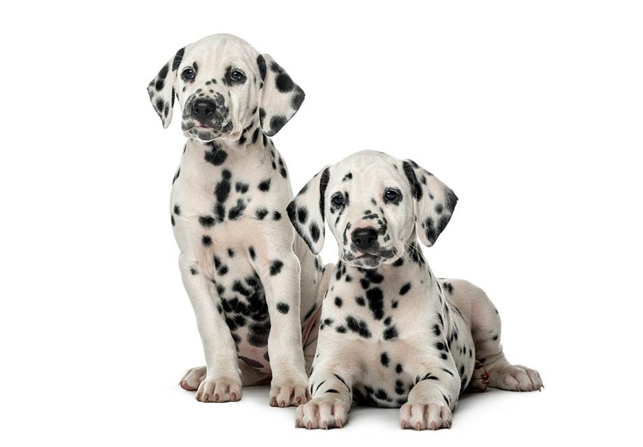 Dalmatian